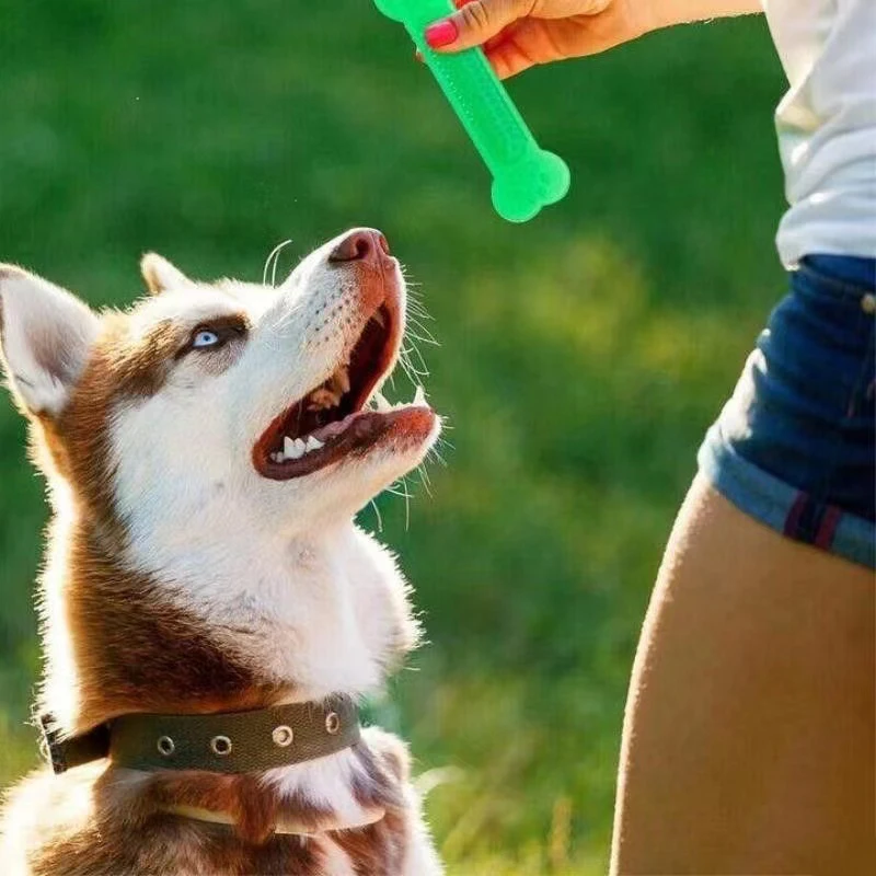 Training Clicker Dog - 超タフな犬の骨咀嚼おもちゃレインボー積極的な咀嚼子犬の歯のクリーニングブルートレーニングクリッカー屋外服従トレーニング
