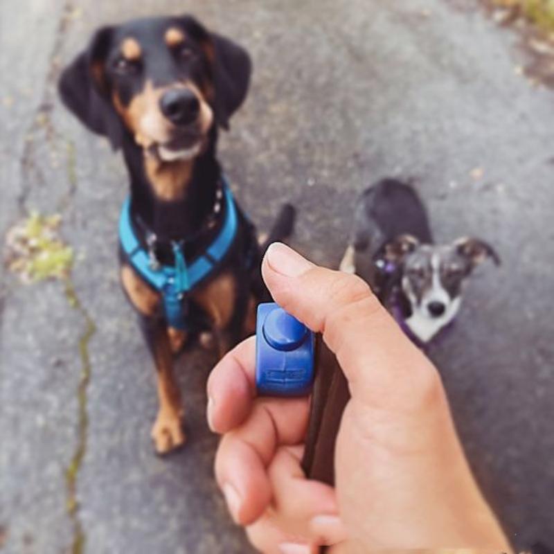 新しいリングクリッカーペットミニフィンガークリッカートレーニ - Training Clicker Dog のレビューと価格